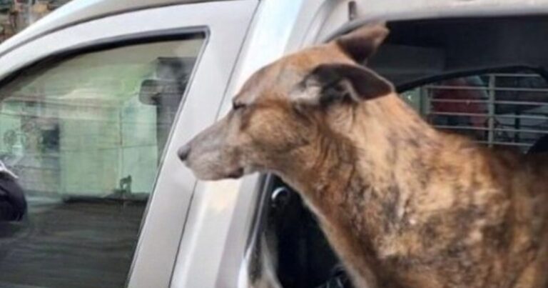 Otra vez dejaron a un perro encerrado en un auto en Rosario: la policía rompió el vidrio para salvarlo