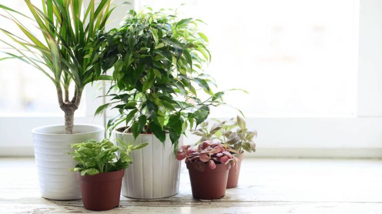 La planta que reduce el estrés, mejora el sueño y calma la ansiedad