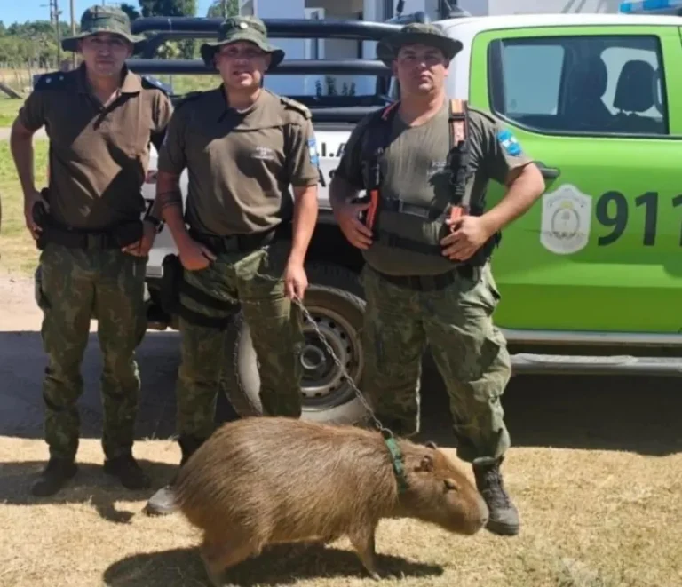 Rescataron a otro carpincho.