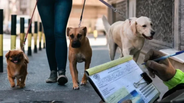 Habilitan la opción de pasear perros rescatados para pagar multas de tránsito en México